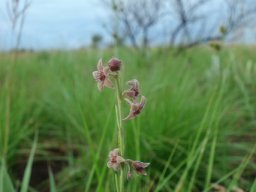 Aspidoglossum biflorum